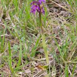 Dactylorhiza-majalis-150x150.jpg