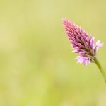 Orchis-Pyramidale-150x150.jpg