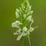 dactylorhiza-maculata-150x150.jpg