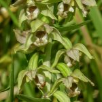 epipactis-a-larges-feuilles-150x150.jpg