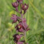 epipactis-sanguine-150x150.jpg