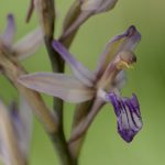 limodorum-a-feuilles-avortees-150x150.jpg