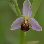 ophrys-abeille-150x150.jpg