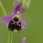 ophrys-bourdon-150x150.jpg