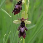 ophrys-mouche-150x150.jpg