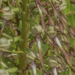 orchis-bouc-150x150.jpg