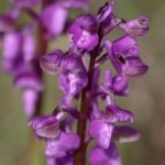 orchis-bouffon-150x150.jpg