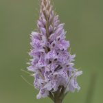 orchis-de-fuchs-150x150.jpg