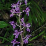orchis-male-150x150.jpg