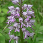 orchis-militaire-150x150.jpg