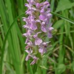 orchis-negligee-150x150.jpg