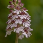orchis-pourpre-150x150.jpg