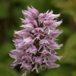 orchis-singe-150x150.jpg