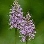 orchis-tachete-150x150.jpg