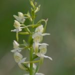 orchis-vert-150x150.jpg